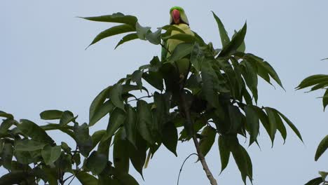 Parrot-in-tree-chilling-UHD-MP4-4k-...