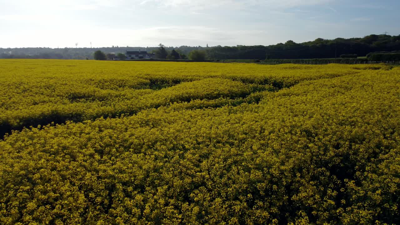 panorámica aérea a través de colorido brillante amarillo dorado campo de colza campo de cultivo campo al amanecer
