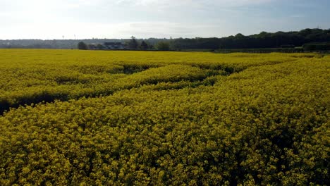 aerial view pan across colourful bright golden yellow rapeseed field farmland countryside at sunrise