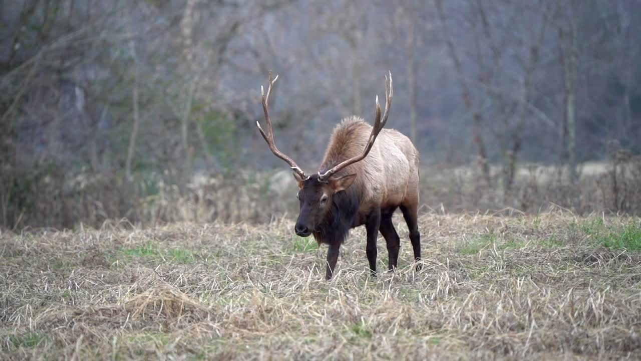 Un grande alce maschio vaga per un campo e pascola mentre il sole tramonta sulle montagne.