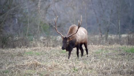 a large bull elk wanders through a field and grazes as the sun sets over the mountains.