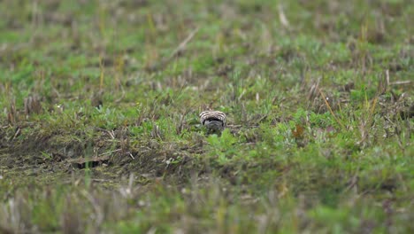 Ein-Wiedehopf,-Der-Im-Gras-Auf-Dem-Boden-Nach-Nahrung-Sucht