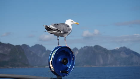 seagull sitting on the rod, lofoten, norway