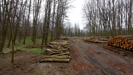 Piles-of-stacked-logs-in-woods-from-logging-activity,-deforestation