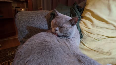 A-male-British-shorthair-cat-licking-himself-clean-in-a-cozy-home-environment