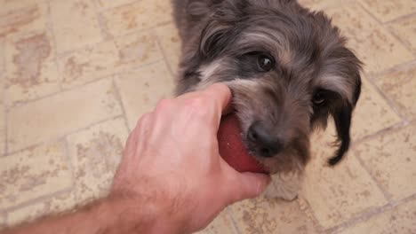 Close-up-friendly-small-hairy-dog-playing-to-grab-red-ball-from-male-hand