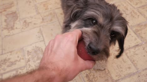 close-up friendly small hairy dog playing to grab red ball from male hand