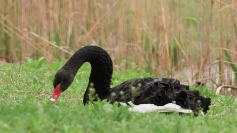 Cisne-Negro-De-Australia-Occidental-Comiendo-Hierba-Verde-Cerca-Del-Pantano