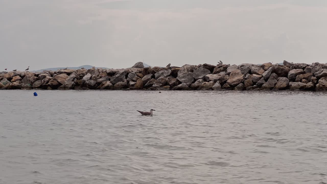 Seagull swimming near a rocky breakwater