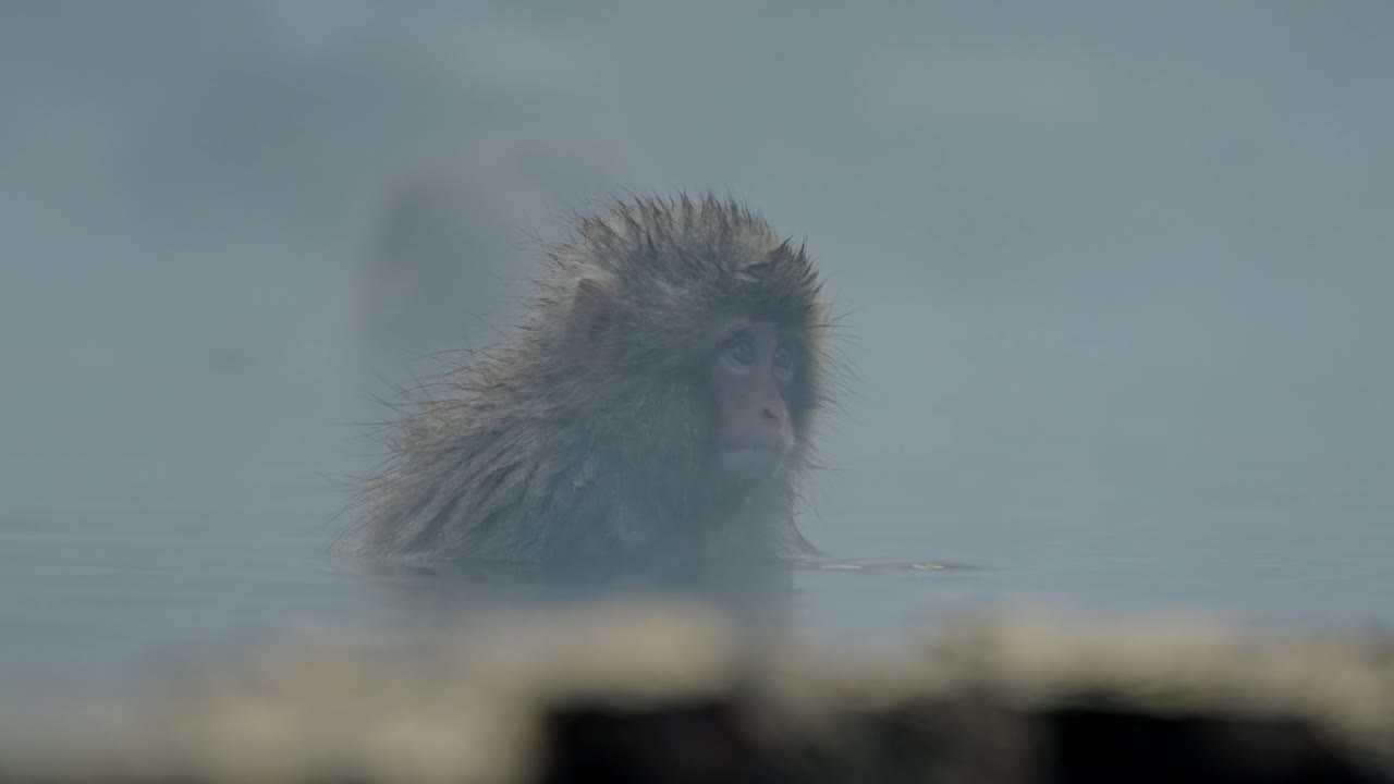 This serene clip features a baby snow monkey peacefully relaxing in the foggy waters of the famous Jigokudani Onsen.