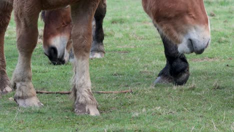 Horse-with-blond-horsehair,-brown-and-white-fur-grazing-on-the-meadow,-surrounded-by-other-free-wild-horses