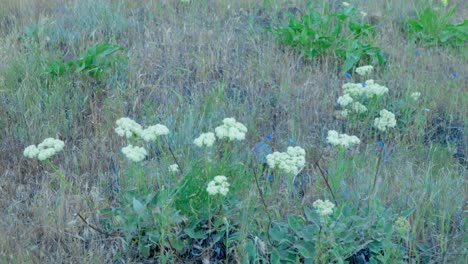 Wüstenblumen-Wiegen-Sich-Sanft-Im-Wind-Und-Zeigen-Ihre-Leuchtenden-Farben-Vor-Der-Trockenen-Landschaft.-Sie-Schaffen-Einen-Markanten-Kontrast-Und-Eine-Heitere,-Schöne-Szene-In-Der-Wüste.