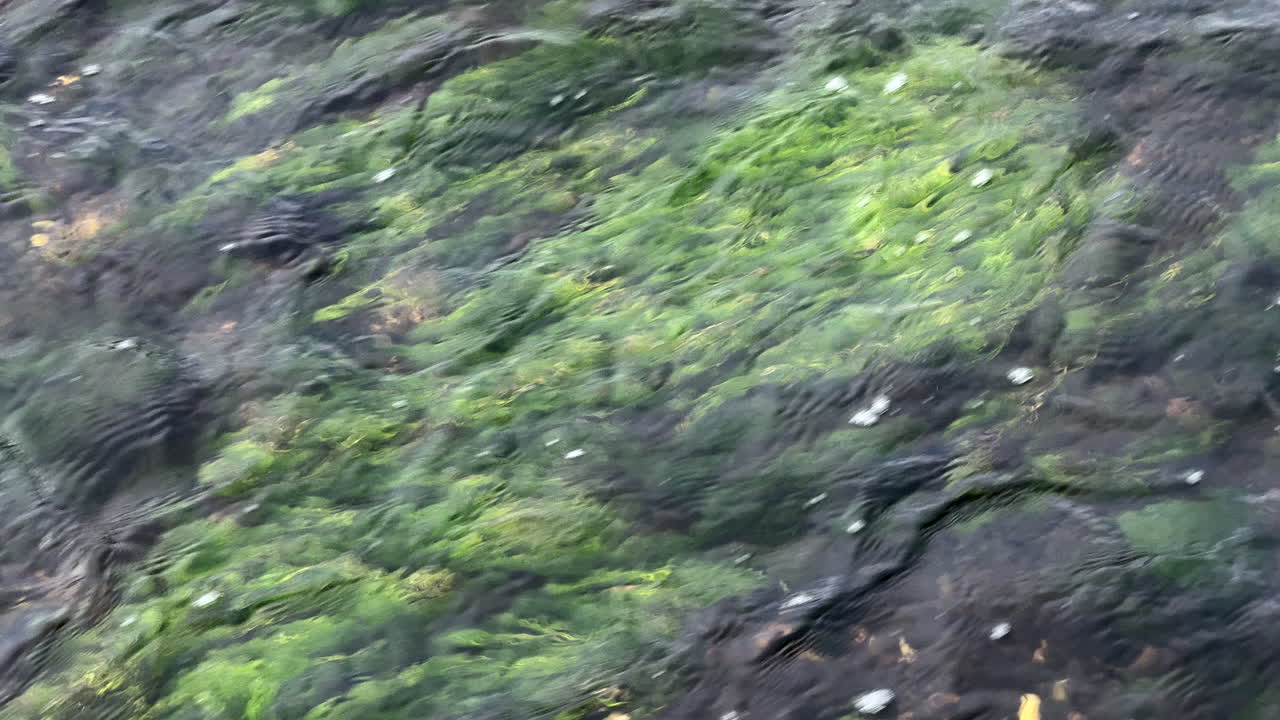 Acqua che scorre velocemente nel fiume Arrow che passa sopra vegetazione verde sul letto del fiume, Warwickshire, Inghilterra