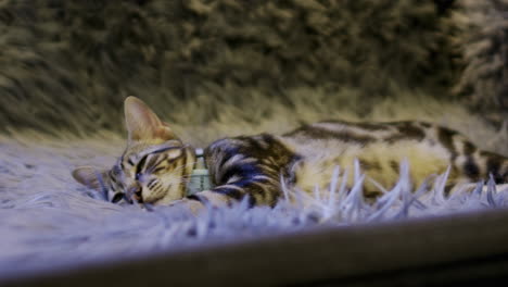 a young pet cat resting on a grey fur wearing a blue collar.