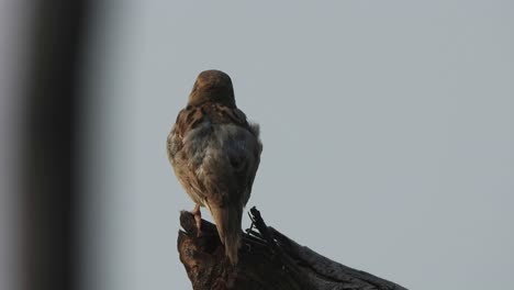 house sparrow in tree