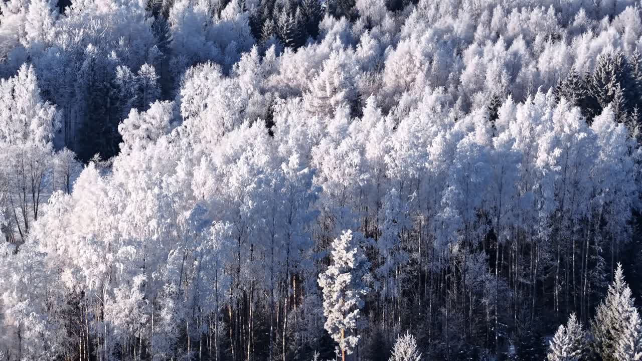 Snow covered forest canopy forming dense winter woodland under cold daylight