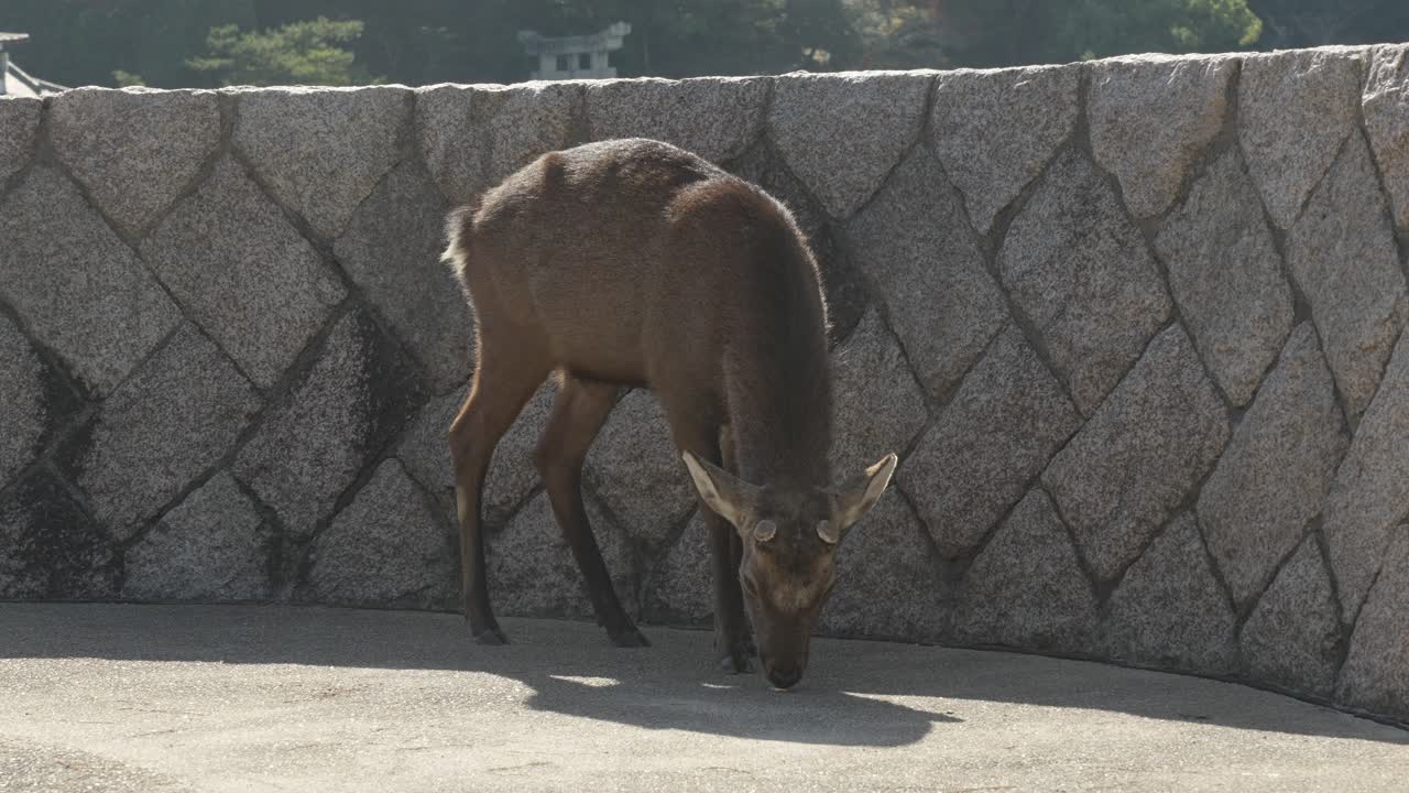 A deer leisurely strolls through the quaint streets of Miyajima Island, blending seamlessly with the peaceful ambiance of Hiroshima's iconic destination.