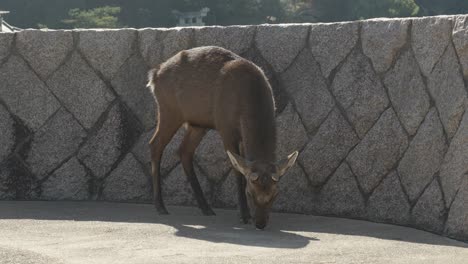 a deer leisurely strolls through the quaint streets of miyajima island, blending seamlessly with the peaceful ambiance of hiroshima's iconic destination.