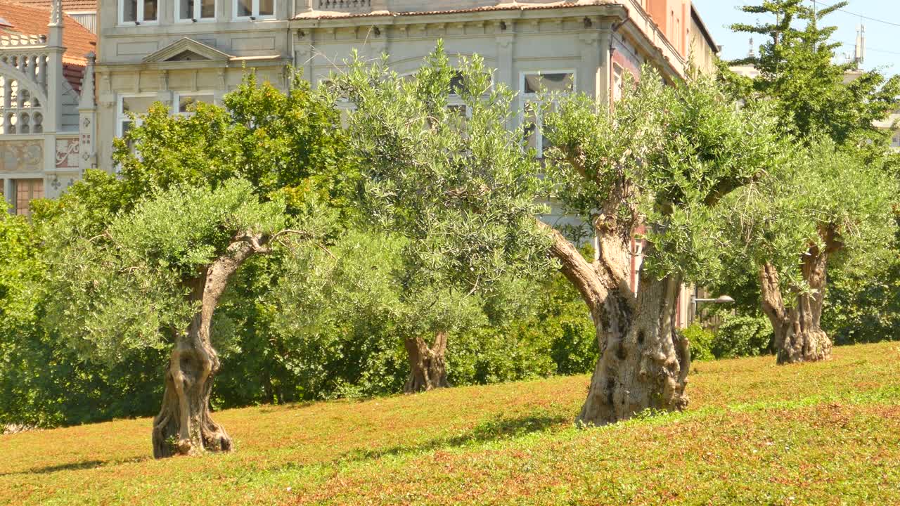 Primo piano di file di ulivi in un uliveto a Porto, Portogallo, in una giornata di sole.
