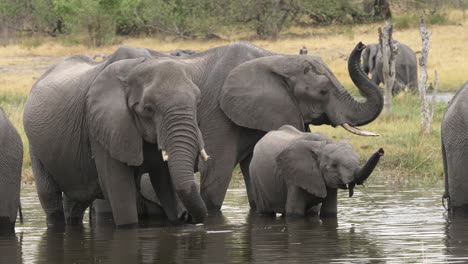 a baby elephant surrounded by adults drinking water