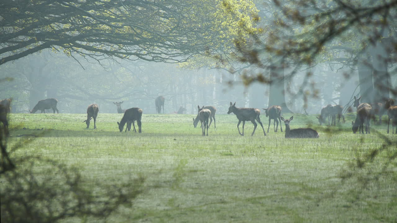 Herd of Red Deer in Misty Forest