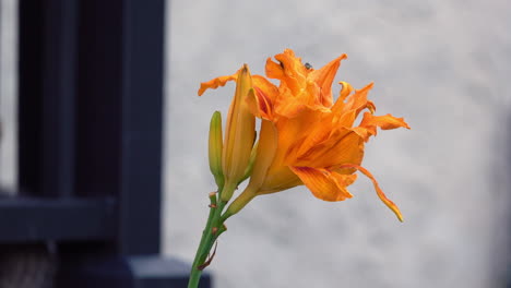 fly sits on top of an orange lily.
