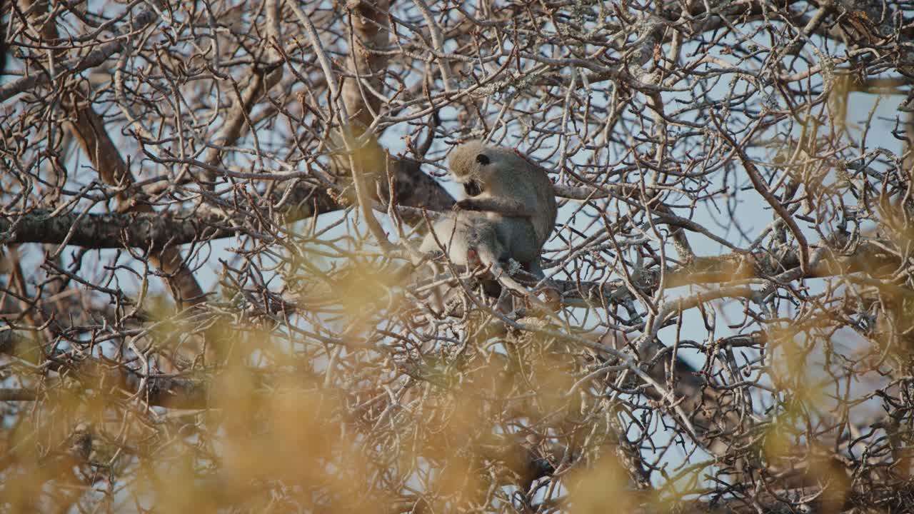 Vervet Monkey Grooming in a Tree
