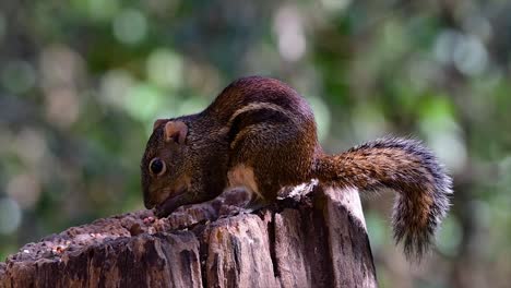 the indochinese ground squirrel is commonly found in thailand just about anywhere it can thrive