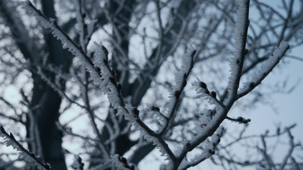 Snö faller på de frostiga trädgrenarna på vintern