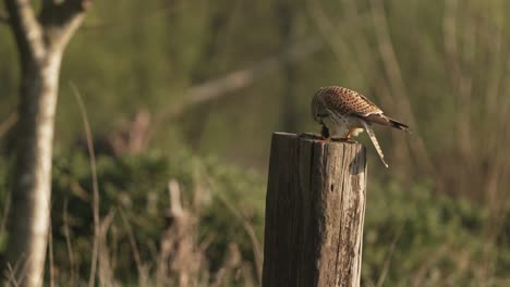 common kestrel sits on fence post, eating a mouse