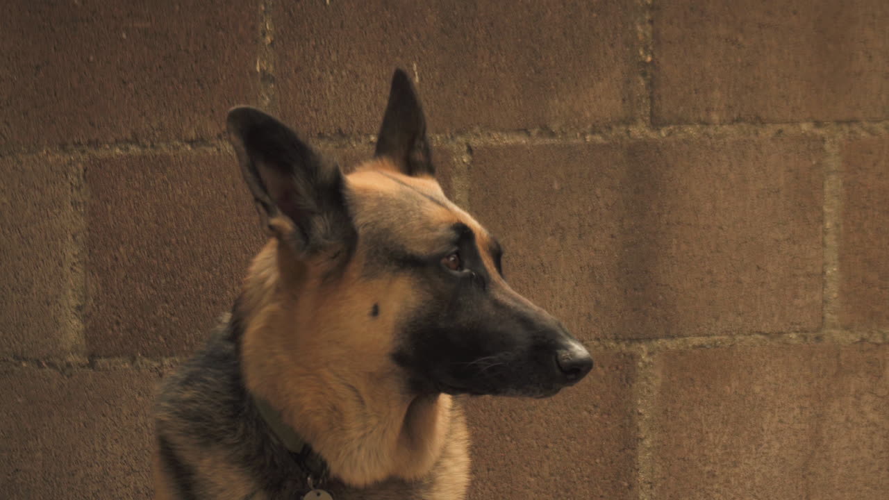 retrato de pastor alemán, se cansa y se acuesta
