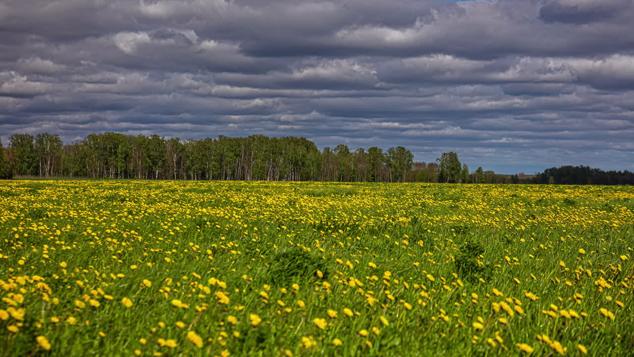granjas de plantas con flores de taraxacum rural a la sombra de las nubes monzónicas