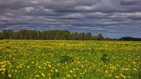 taraxacum flowering plant farms rural getting shadowed by monsoon clouds