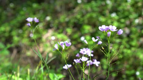 purple flowers moving in the wind in the forest in spring