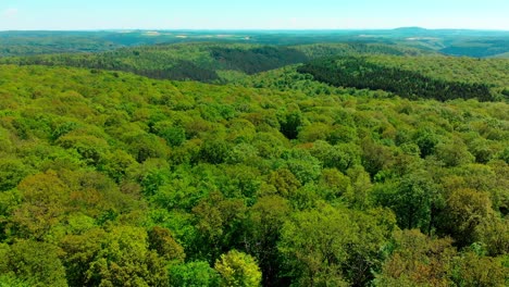 drone aerial flight over lush green summer forest and mountain landscape