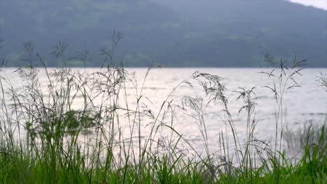 La-Hierba-Revolotea-En-El-Aire.-Lago-Pawana.