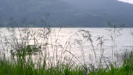 grass flutters in the air pawana lake