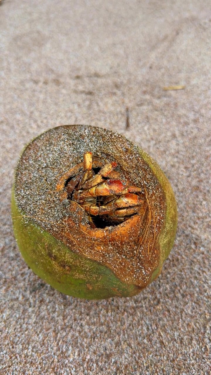 Hermit crab inside hollowed green coconut on beach sand. Detailed shot of a hermit crab living inside a green coconut shell on a sandy beach in Costa Rica.