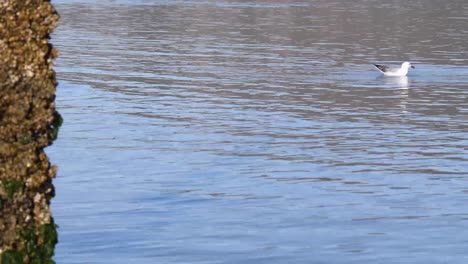 A-seagull-in-the-water-feeding-on-small-fish-near-a-pole