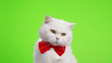 cute portrait of white furry cat in red bowtie on green chromakey background. 4k studio footage. luxurious isolated domestic kitty.