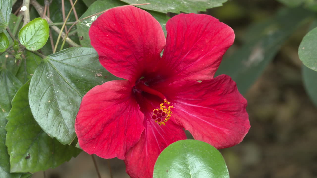 Close-up of a Red Hibiscus Flower