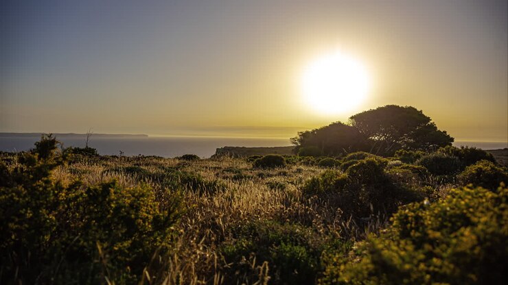 Imagem estática de grama verde com o sol nascendo no horizonte ao fundo, em timelapse.