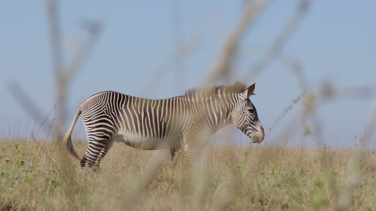 Han-slettezebra går i savannen om aftenen