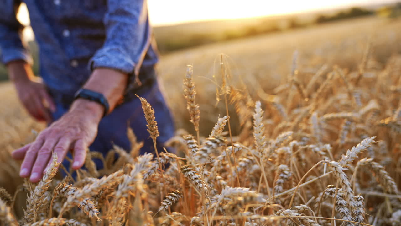 Wheat field at sunset with gentle touch. A hand brushes through ripe wheat in a field during sunset, capturing the serene beauty of nature at harvest time