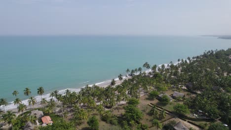 Stands-of-tall-coconut-palm-trees-tower-over-beaches-of-Palomino-Colombia,-aerial-orbit