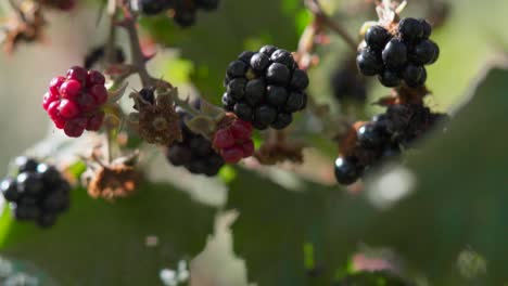 Close-up-tilt-up-revealing-several-blackberry-fruits-at-different-degrees-of-ripeness-on-one-plant