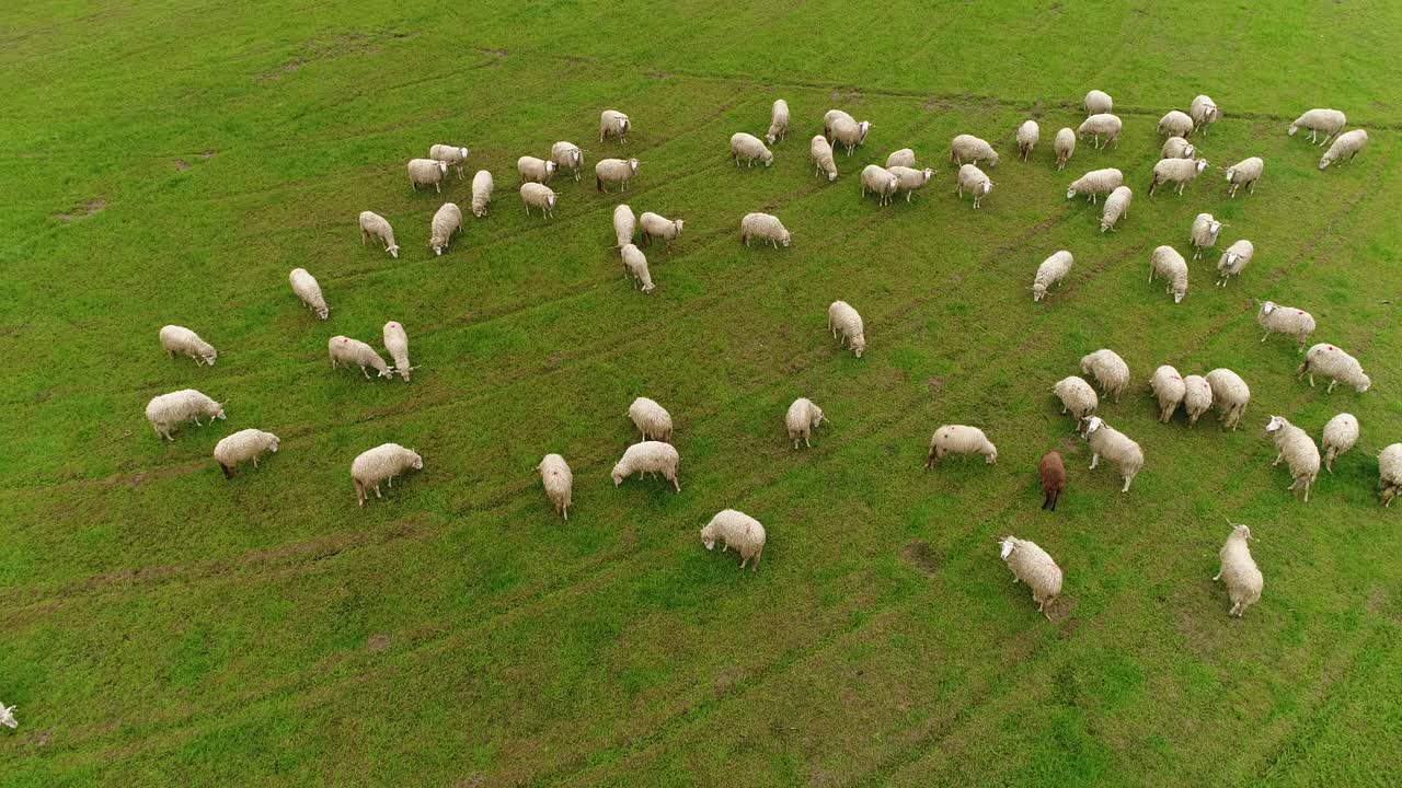 Pecore che pascolano nel campo