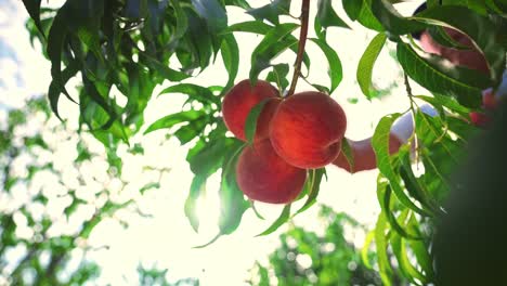 farmer man picks big ripe peaches. agriculture. fruits ripen in the sun. peach hanging on a branch in orchard.