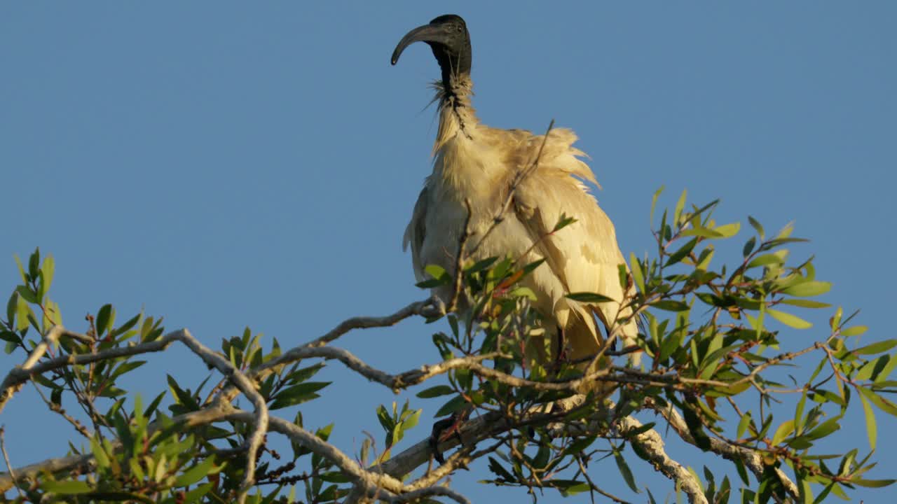 Australian white ibis also known as bin chicken perched on top of a gum tree