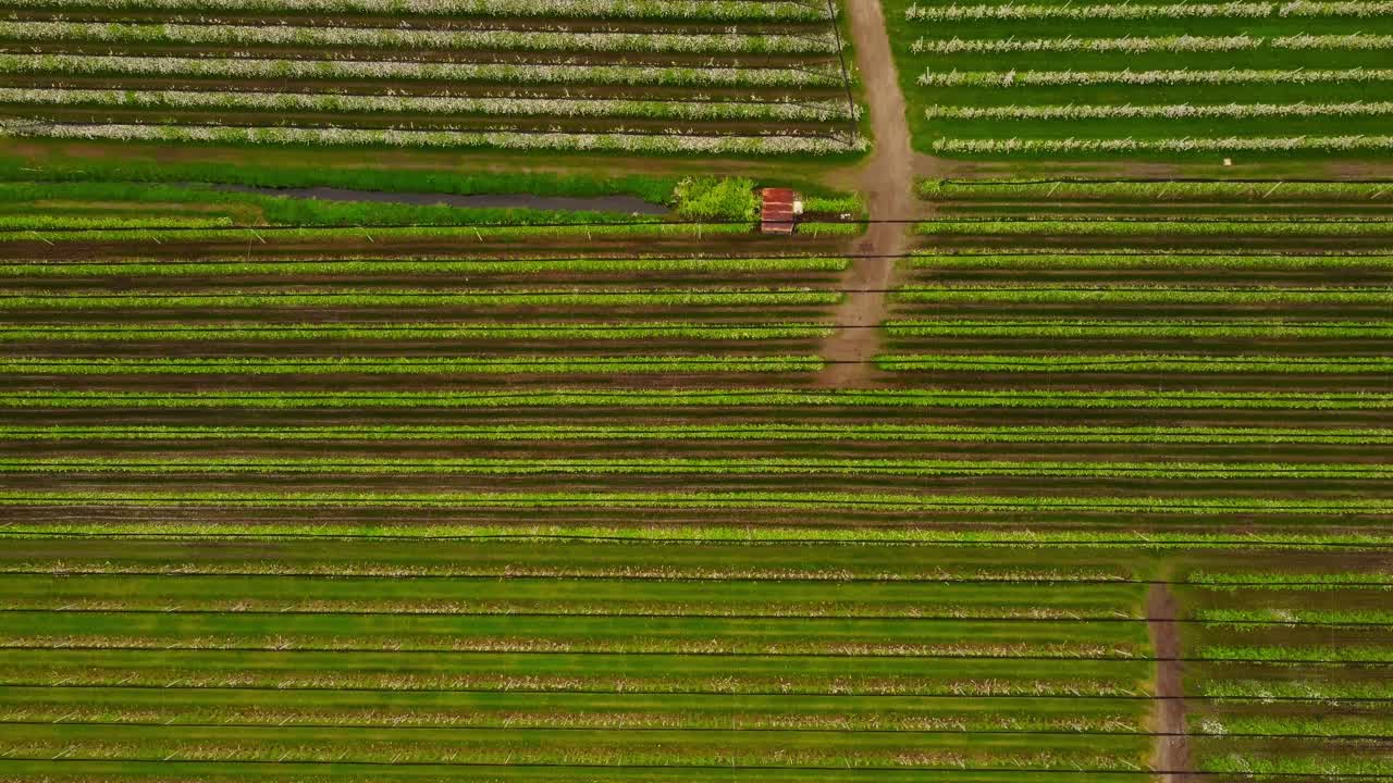 Top down aerial drone view of high density blooming apple orchards in Bolzano, Italy. Fruit agriculture in South Tyrol.